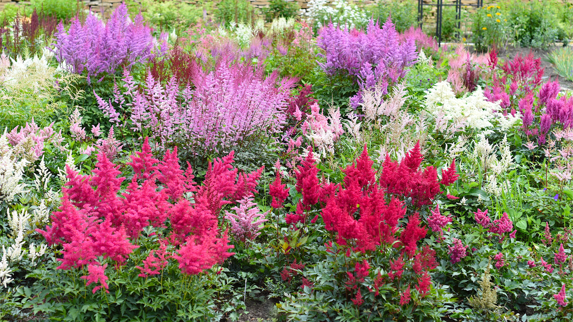 Astilbe variety Montgomery, Kvele, Mont Blanc in a shade garden border