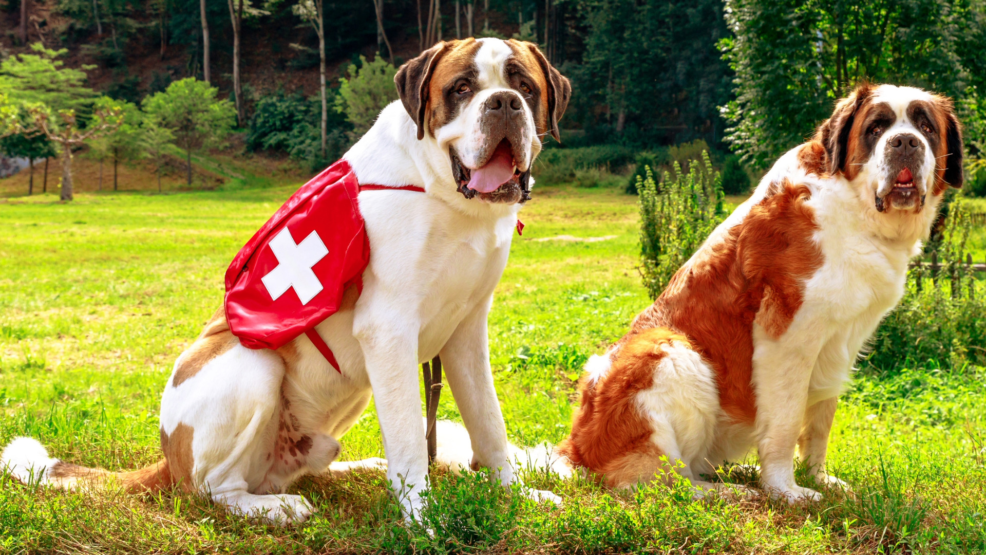 Two Saint Bernards sit next to each other in a park.