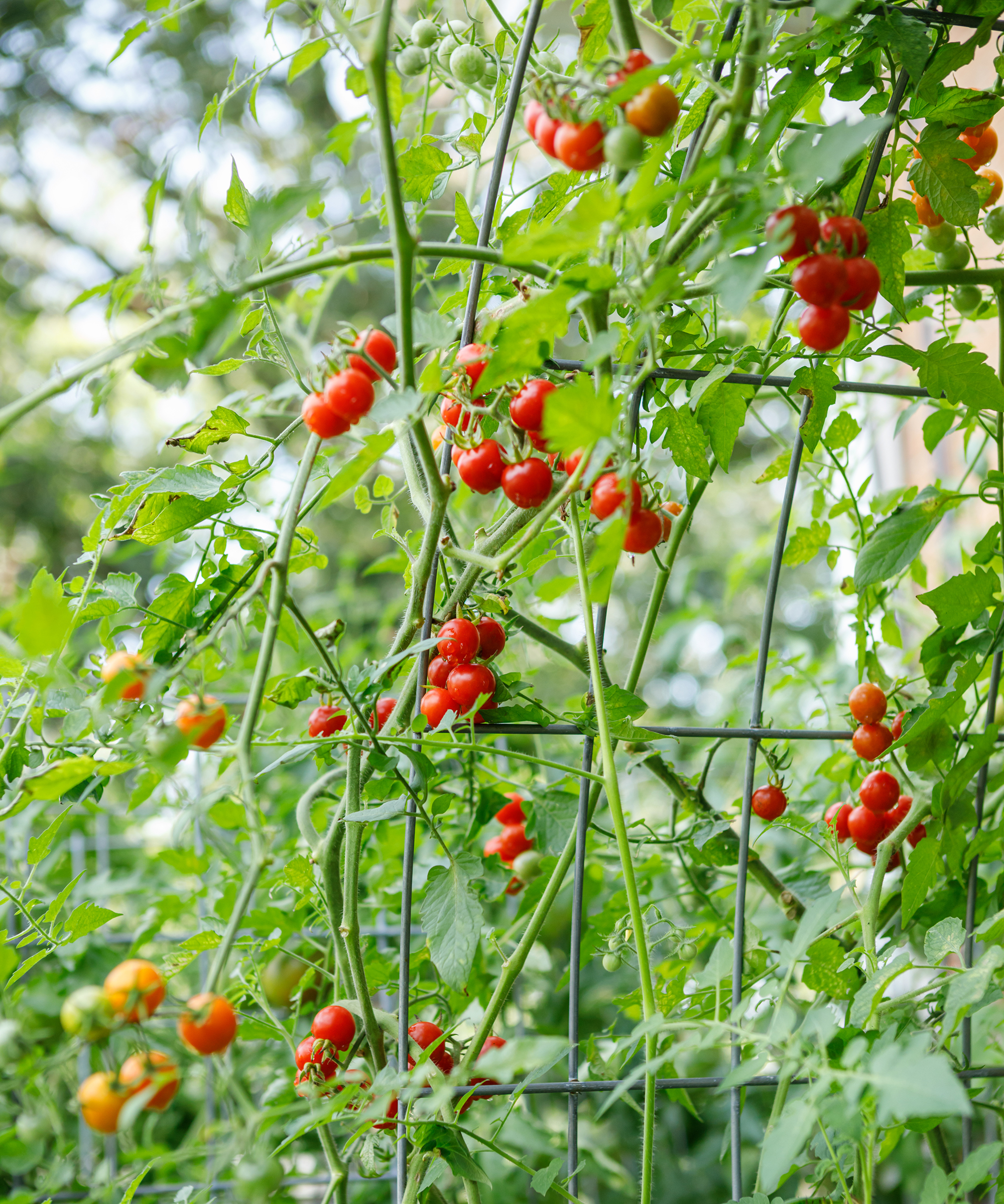 Tomatoes growing over arched trellis