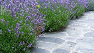 purple flowering lavender in bloom growing alongside a paved garden pathway
