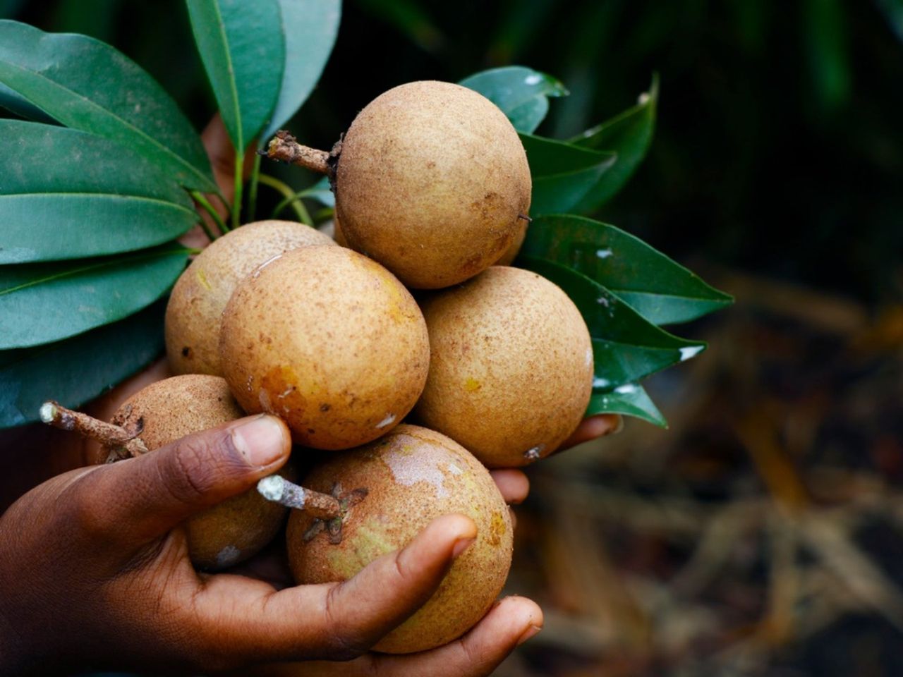 Hands Holding A Bundle Of Sapodilla Fruit