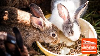 feeding rabbits