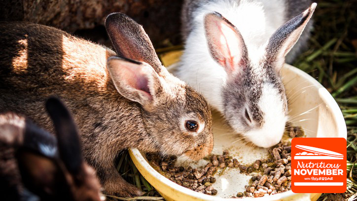 Five do's and don'ts of feeding rabbits correctly