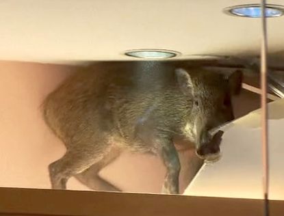 A wild boar walked into a Hong Kong mall...