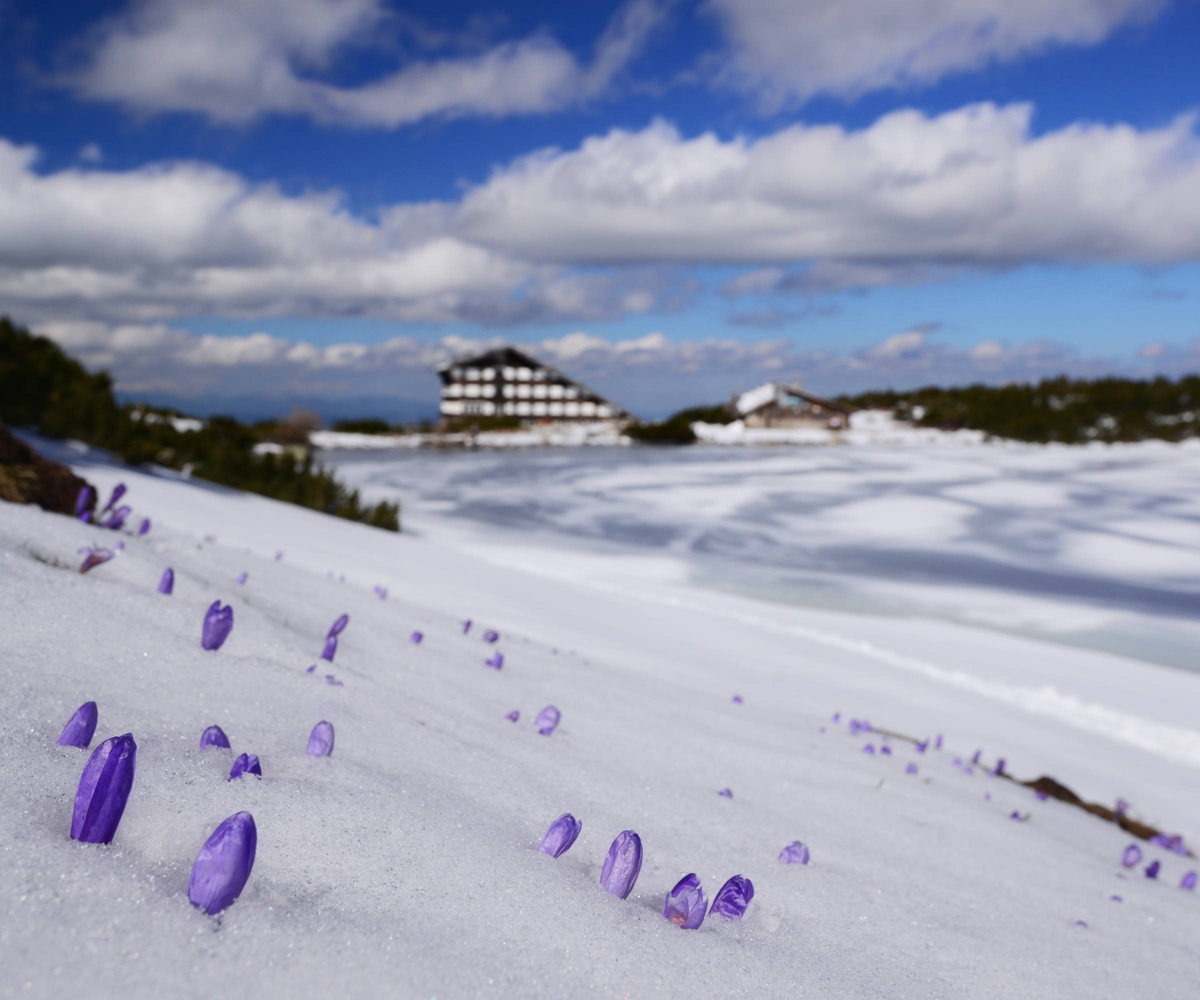 Purple crocuses emerging from the snow in a field