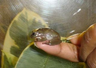 White's tree frog