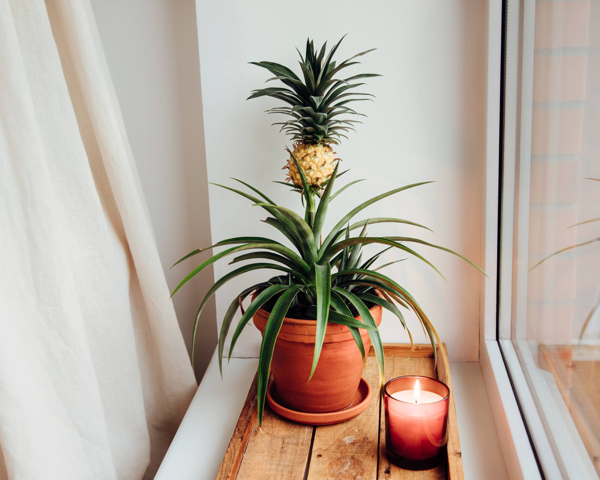 Grow pineapple top into pineapple houseplant