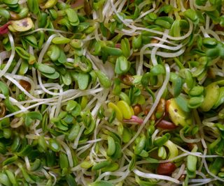 Beansprouts with green sprouts