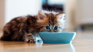 Kitten eating a bowl of the best kitten food