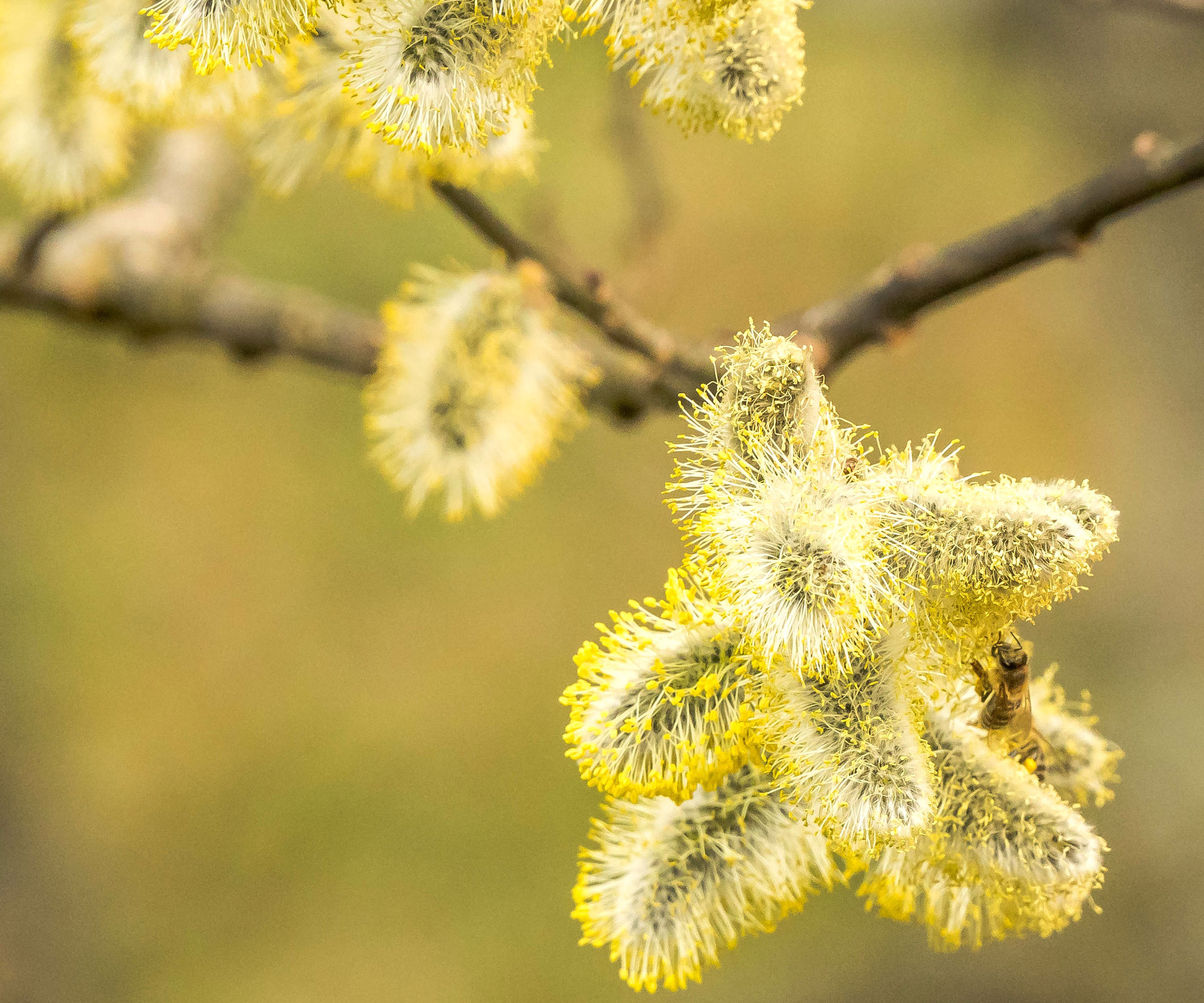pussy willow catkins on branches with bee feeding on yellow pollen