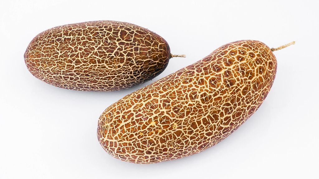 isolated on white background, detail of Sikkim cucumber 