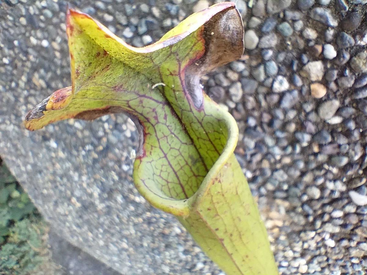 Macro shot of a plant