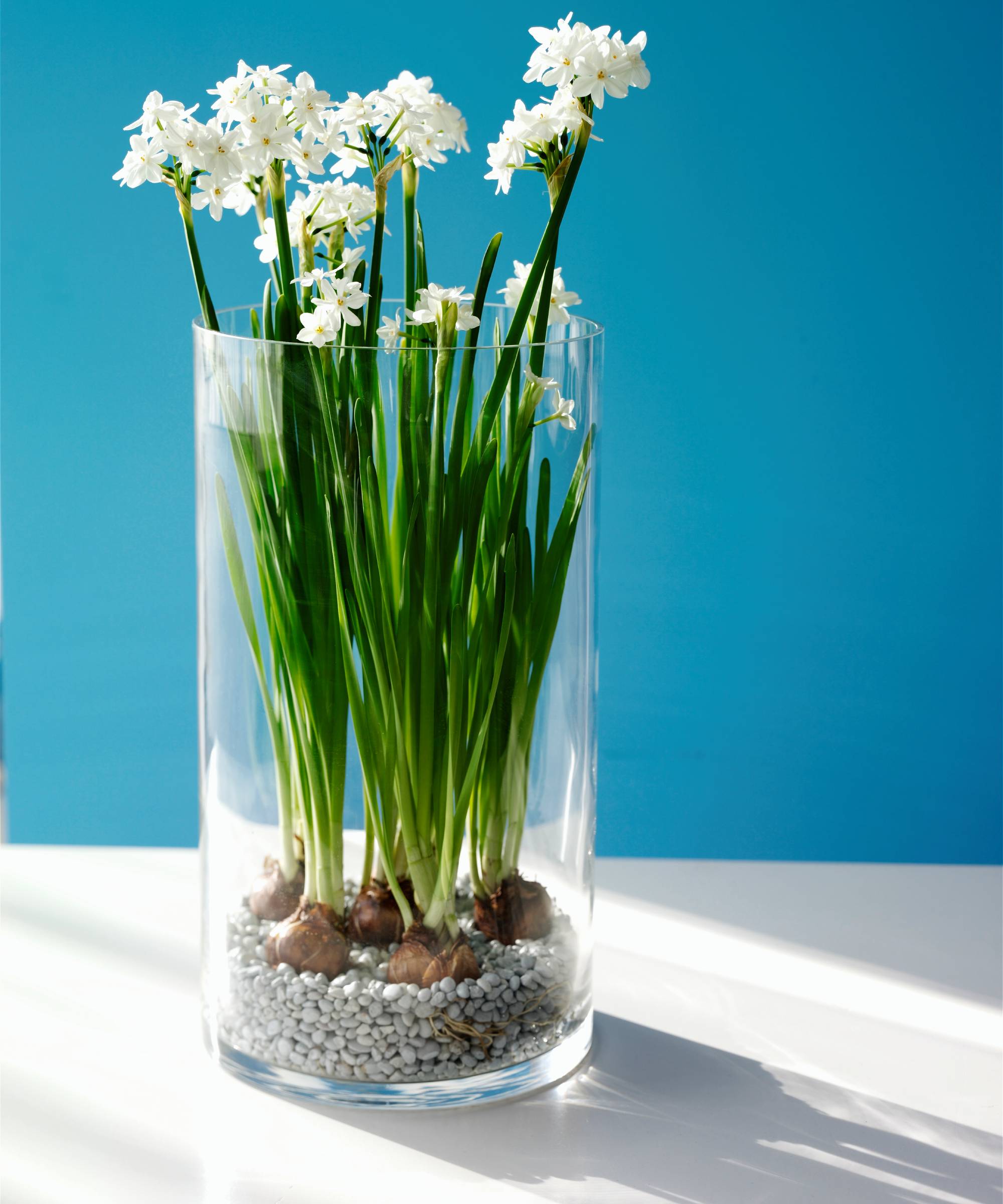 Forced paperwhite narcissus bulbs in a glass vase