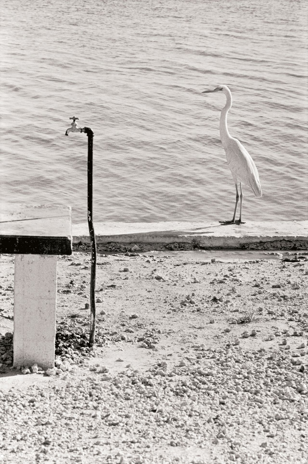 A white heron stands beside a rusty water faucet on a sandy shore, with peaceful water in the background, captured in black and white