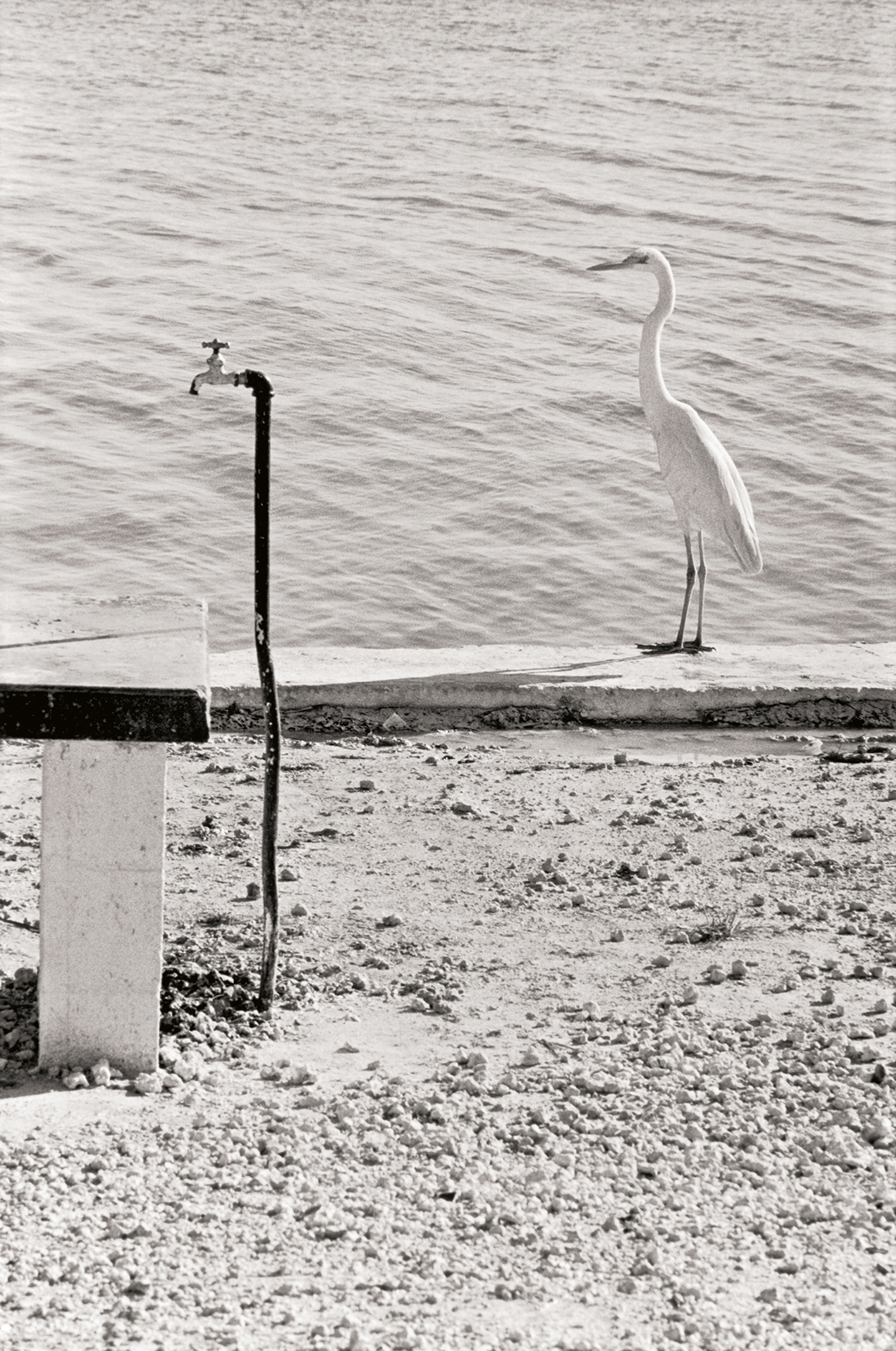 A white heron stands beside a rusty water faucet on a sandy shore, with peaceful water in the background, captured in black and white
