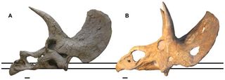 Side views of a Triceratops skull (a, on the left) and a Nedoceratops hatcheri skull (b, on the right). Triceratops' horns are more curved forward and the holes on the frill are absent.