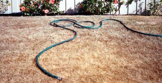 a stressed parched lawn to show the importance of asking how long should you water your lawn for during summer months