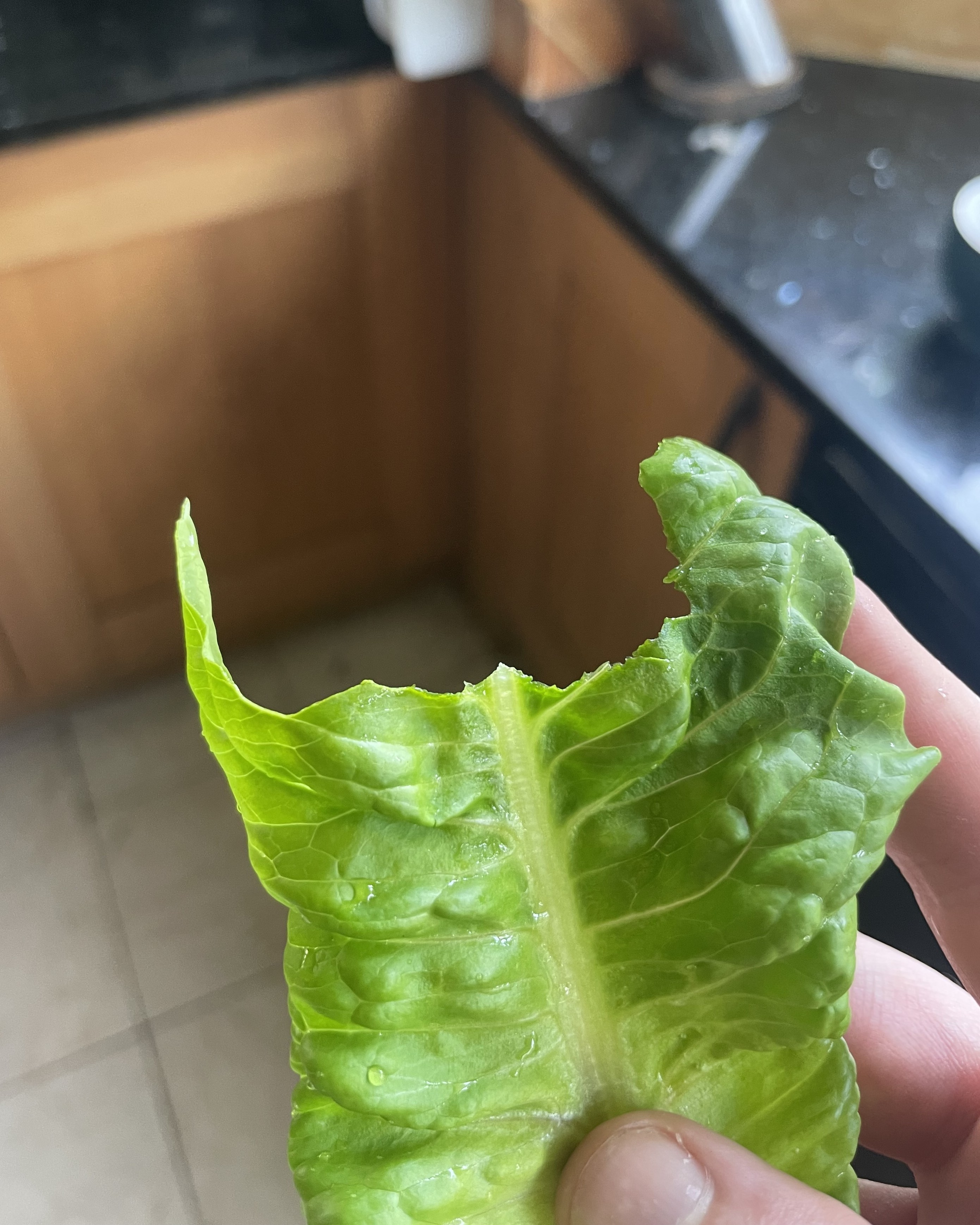 A half eaten lettuce stem