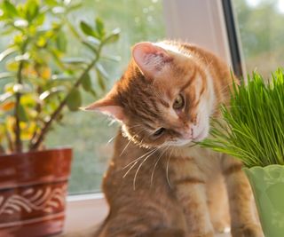 Ginger shorthaired cat sniffing fresh cat grass in green pot