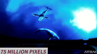 Dolphins swim on an LED sphere for an immersive undersea adventure. 