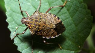 marmorated stink bug 