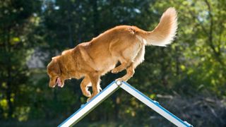 dog jumping over canine obstacle course