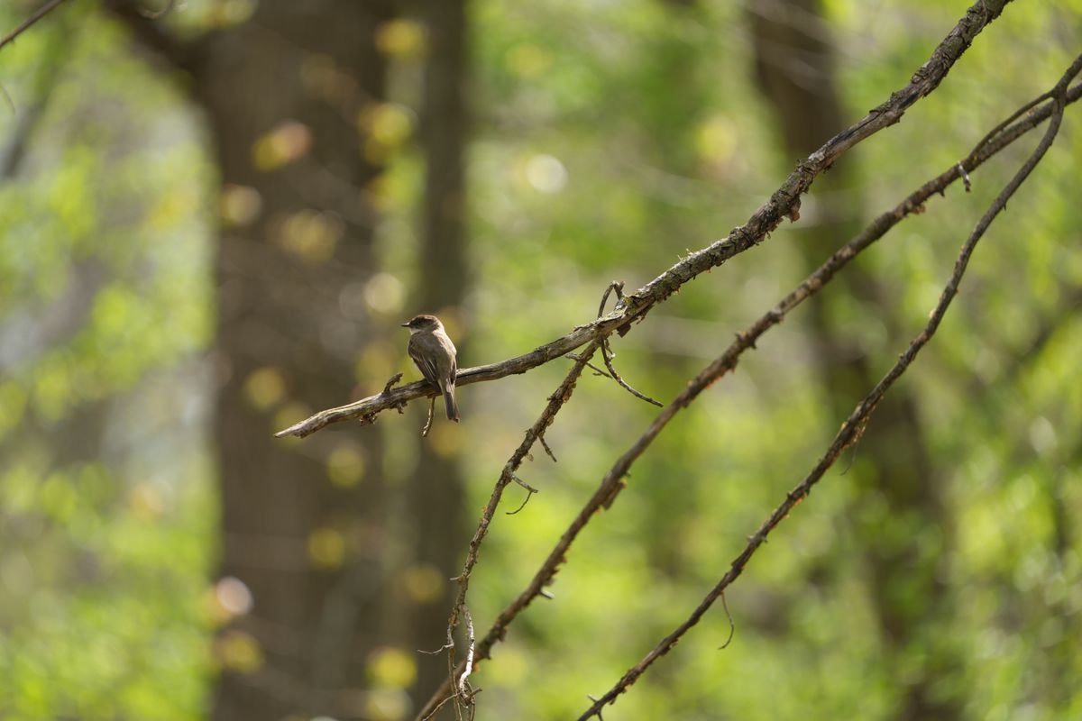 Wildlife images shot on the Sony A7R VI, unedited JPEG with slight resize to 7K pixels wide for web upload