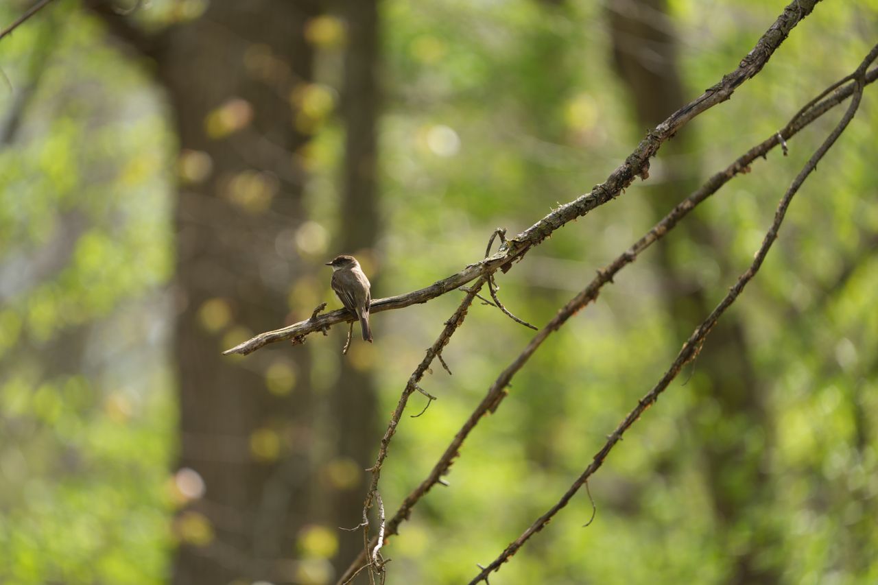 Wildlife images shot on the Sony A7R VI, unedited JPEG with slight resize to 7K pixels wide for web upload