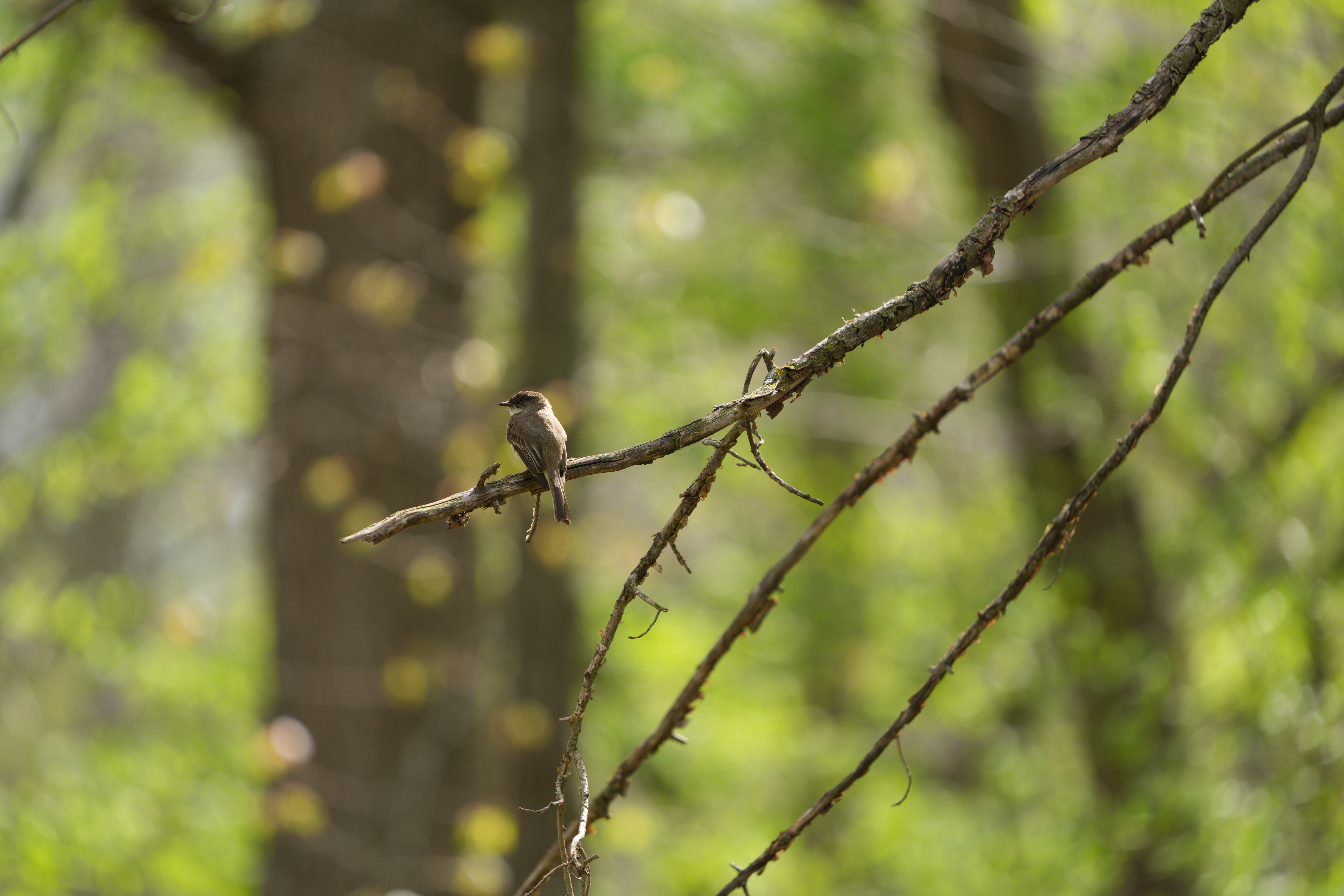 Wildlife images shot on the Sony A7R VI, unedited JPEG with slight resize to 7K pixels wide for web upload