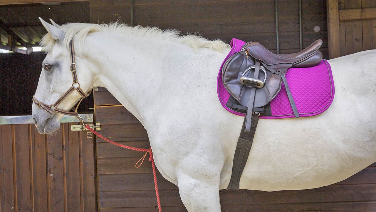 HyWither Sport Active GP saddle pad review