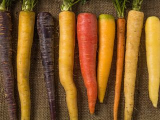 Carrots in a variety of colors.