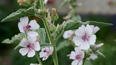 The marsh mallow plant, or Althea officinalis, with white and pink flowers in a garden