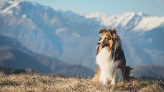 Shetland Sheepdog