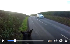 sophie-williams-video-1.png