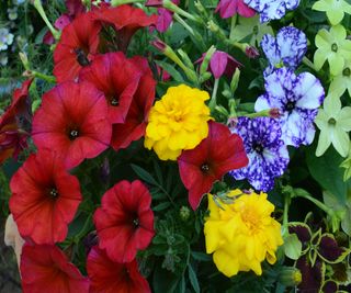 Colorful petunias in a container with marigolds and nicotianas
