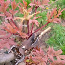 pruning peony with red foliage