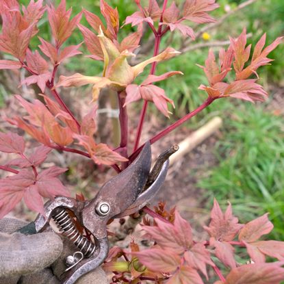 pruning peony with red foliage
