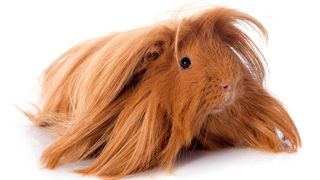 guinea pig breeds