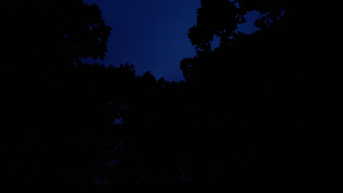 Trees with and without using the OLIGHT Perun 2 torch