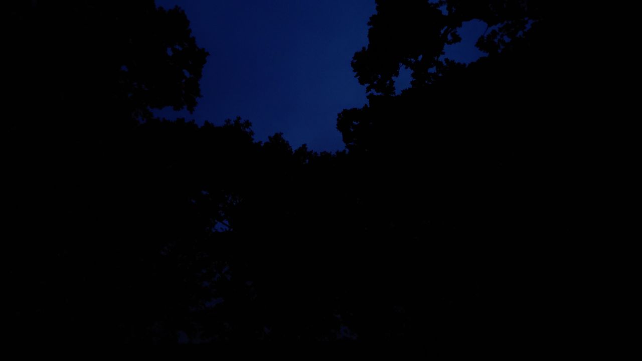 Trees with and without using the OLIGHT Perun 2 torch