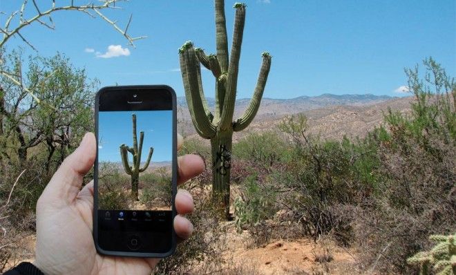 Saguaro cactus