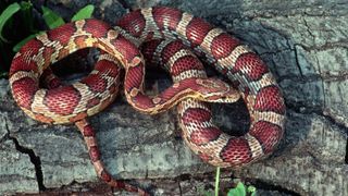 Corn snake