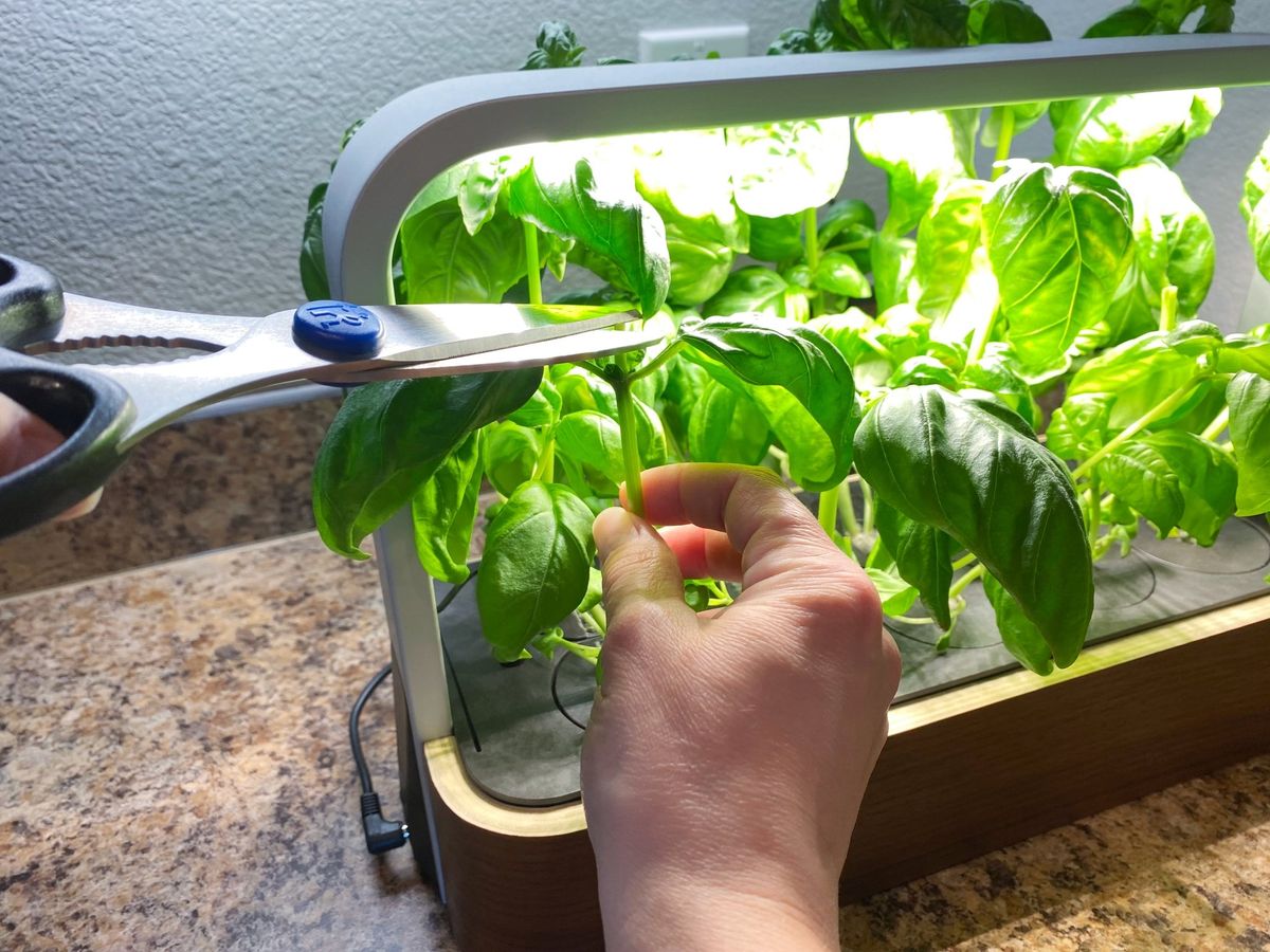 Edn Smallgarden Review Pruning