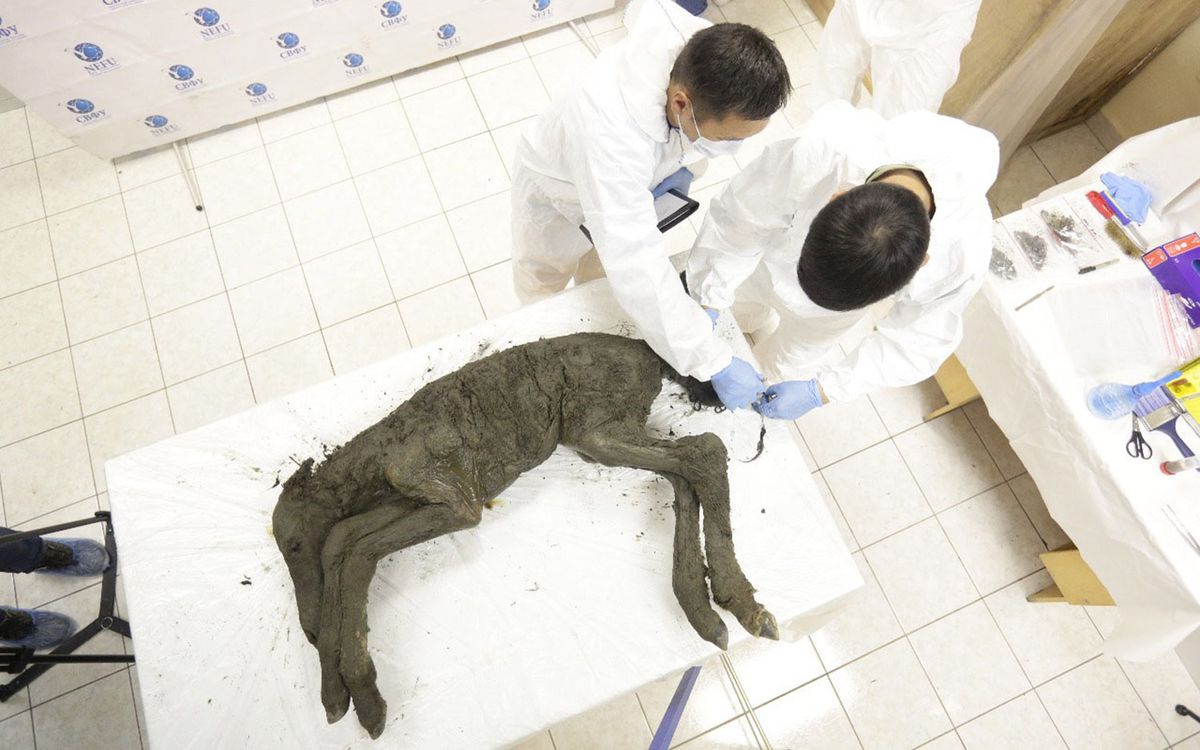 Photos: Perfectly Preserved Baby Horse Unearthed in Siberian Permafrost ...