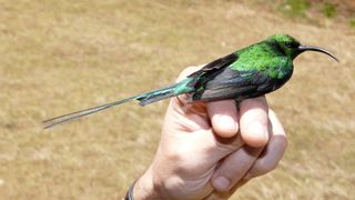A modern Malachite sunbird (Nectarinia famosa), which lives in southern Africa.