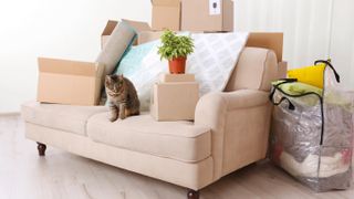 Cat on couch surrounded by boxes