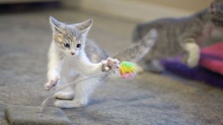 A kitten playing with a toy