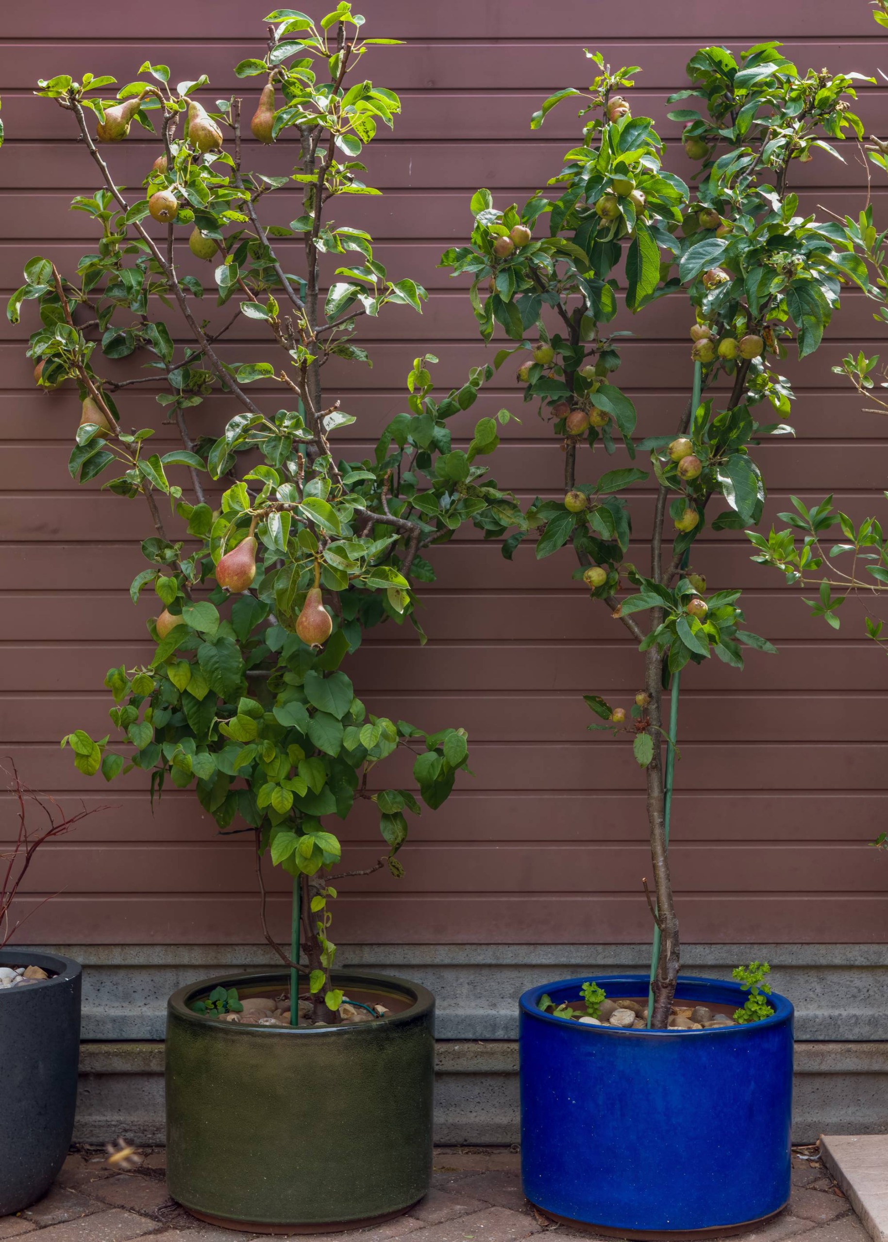 Two potted trees - one apple and one pear