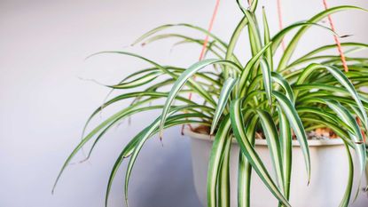 spider plant care – hanging spider plant
