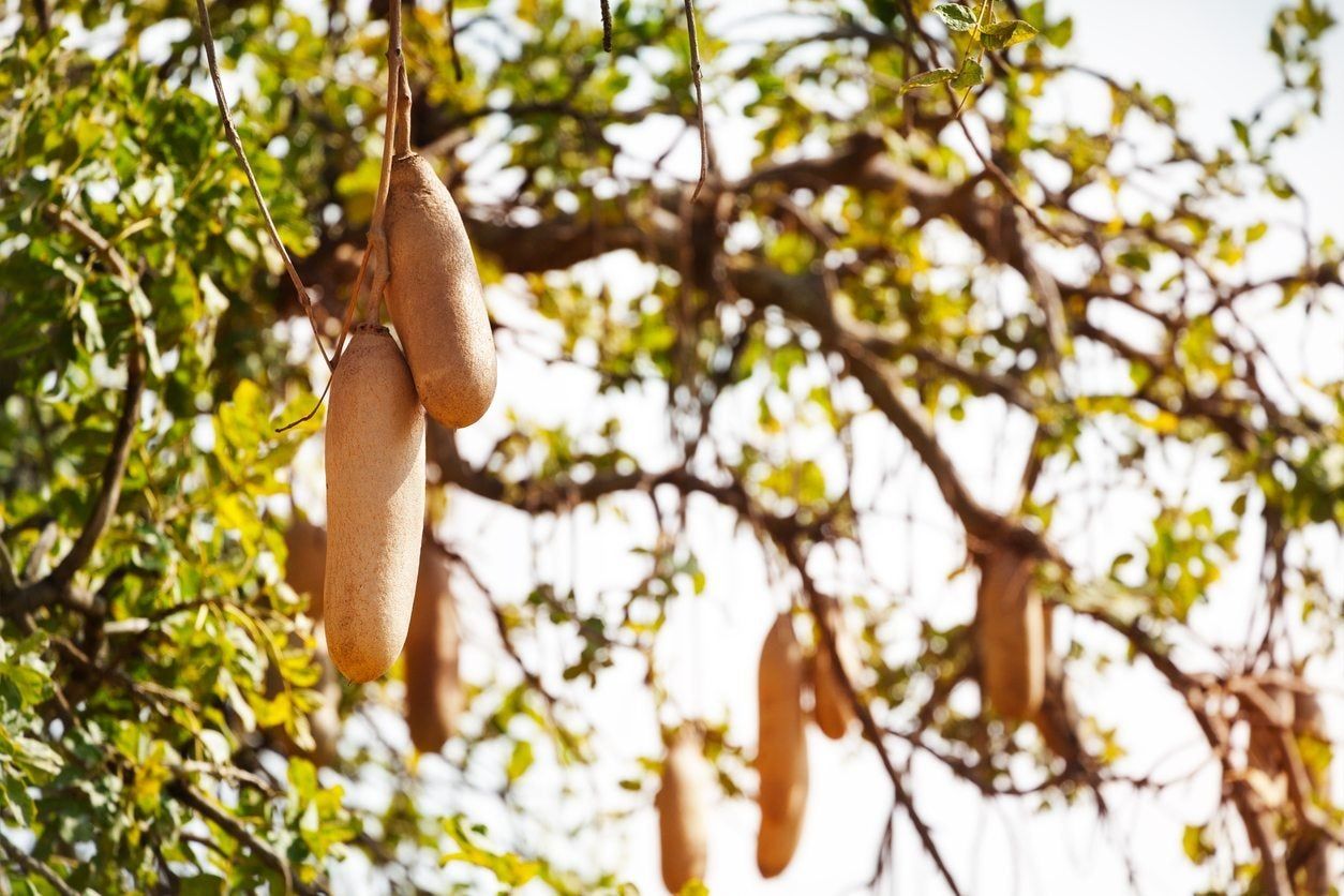 Kigelia Sausage Tree